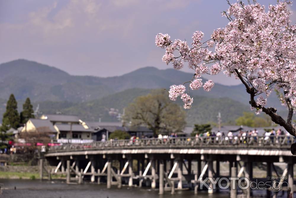 嵐山・桜（１）