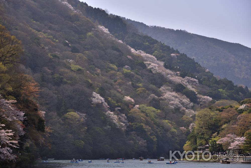 嵐山・桜（２）