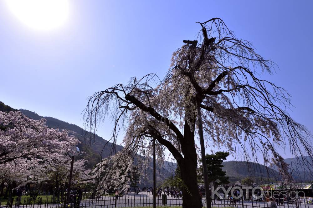 嵐山・桜（４）