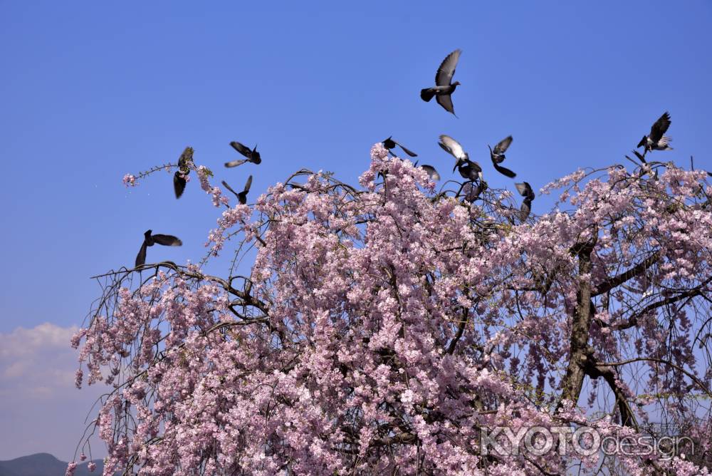 嵐山・桜（５）