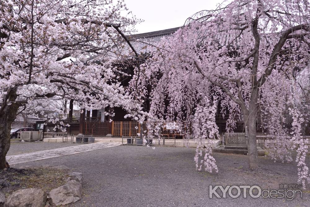 立本寺の桜（３）