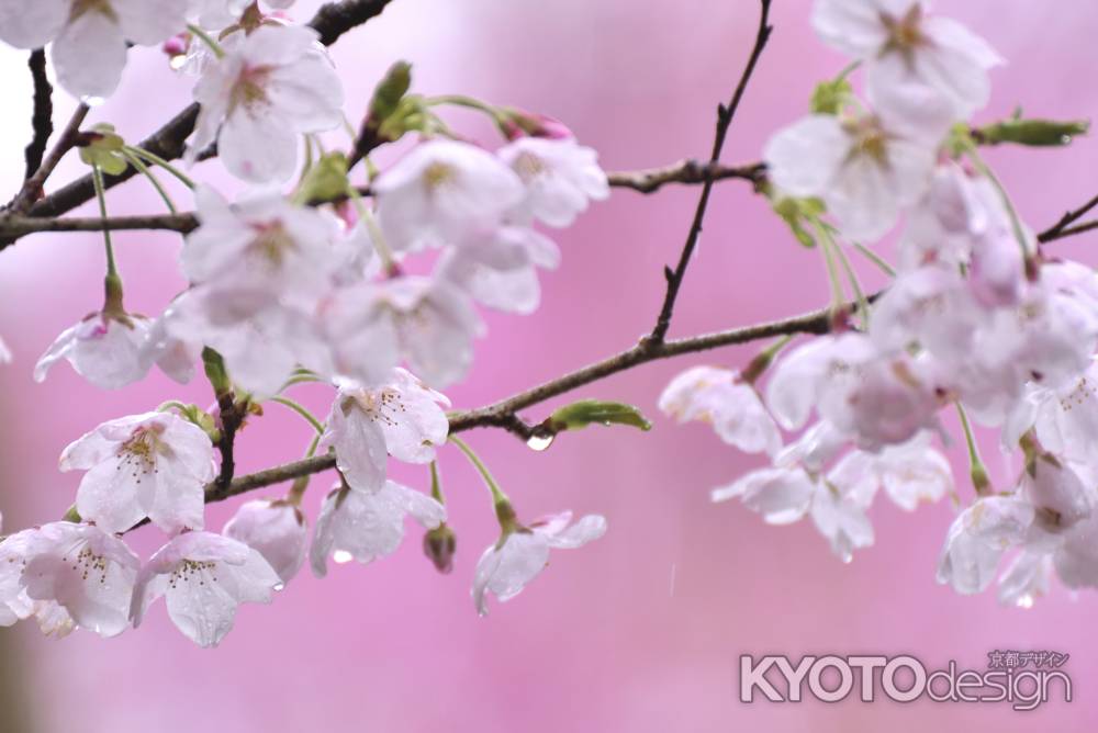 龍安寺の桜（１）