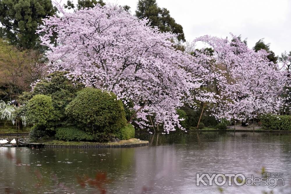 龍安寺の桜（２）