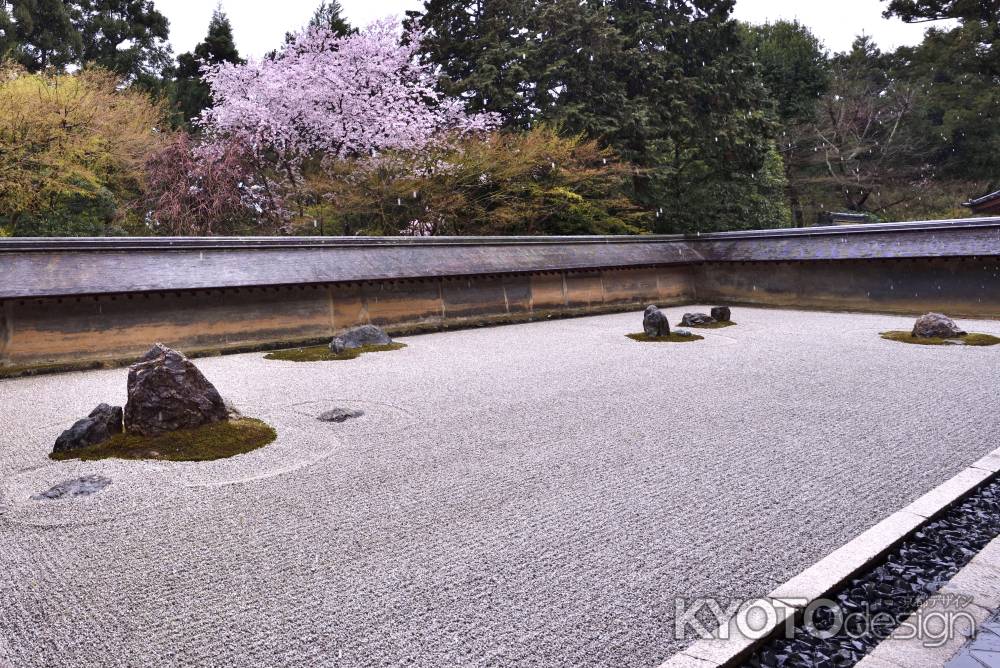 龍安寺の桜（３）