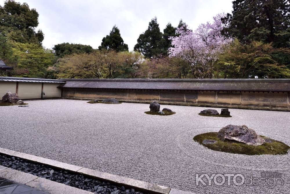 龍安寺の桜（４）