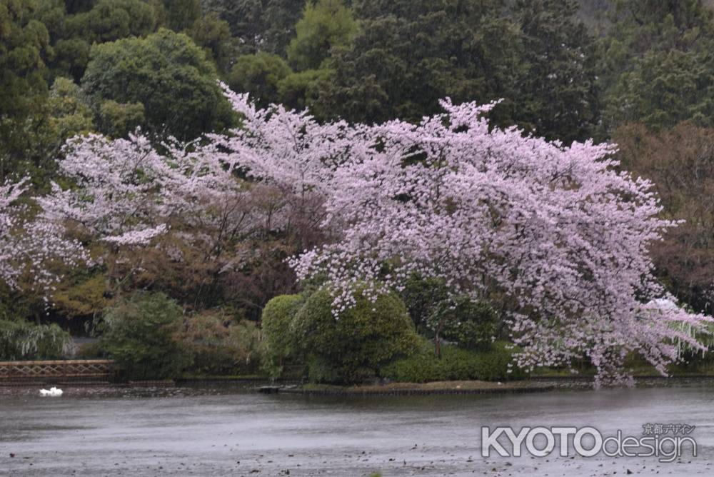 龍安寺の桜(5)