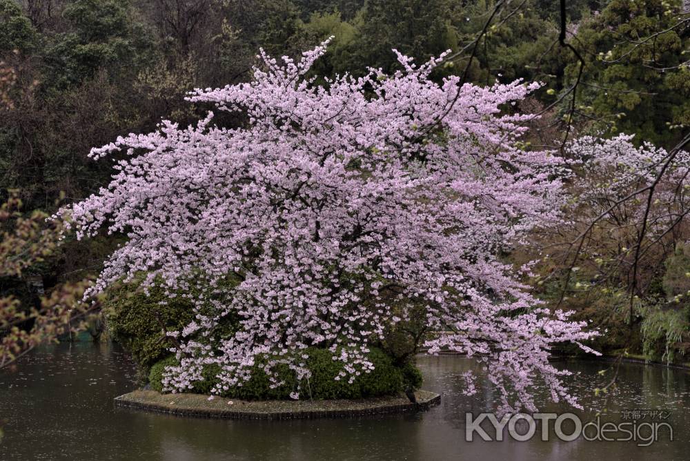 龍安寺の桜（６）