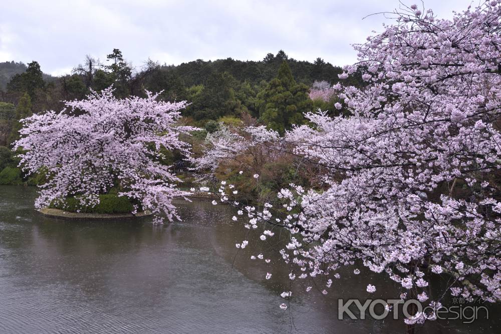 龍安寺の桜（７）