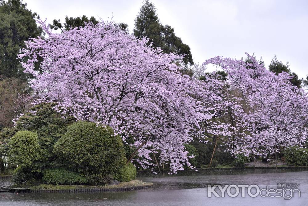 龍安寺の桜（８）