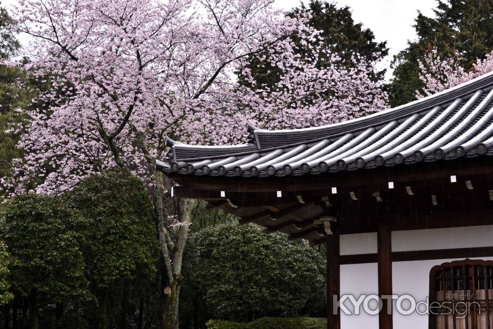 龍安寺の桜（９）