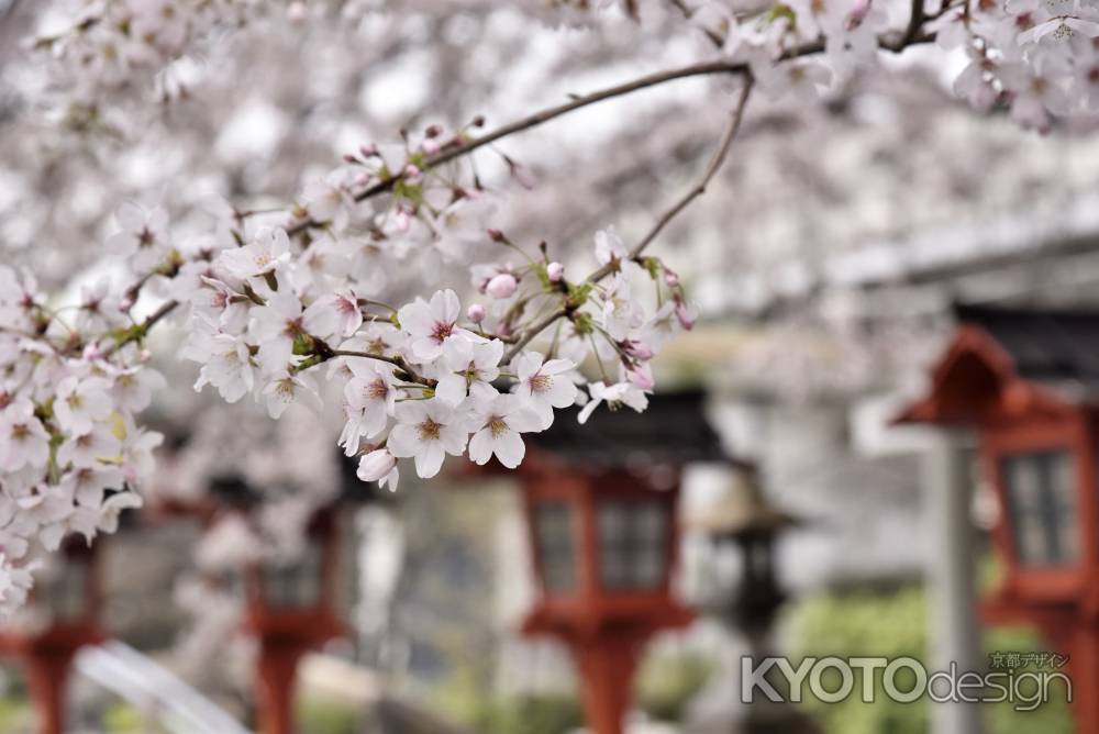 六孫王神社の桜（１）