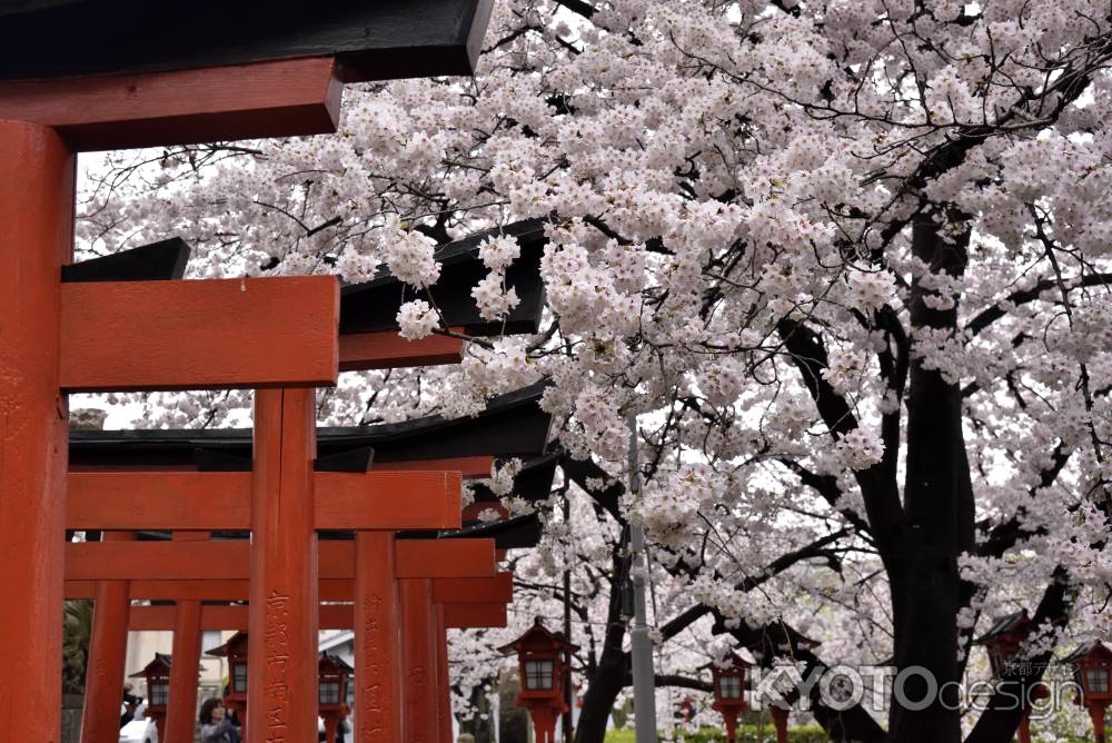 六孫王神社の桜（２）