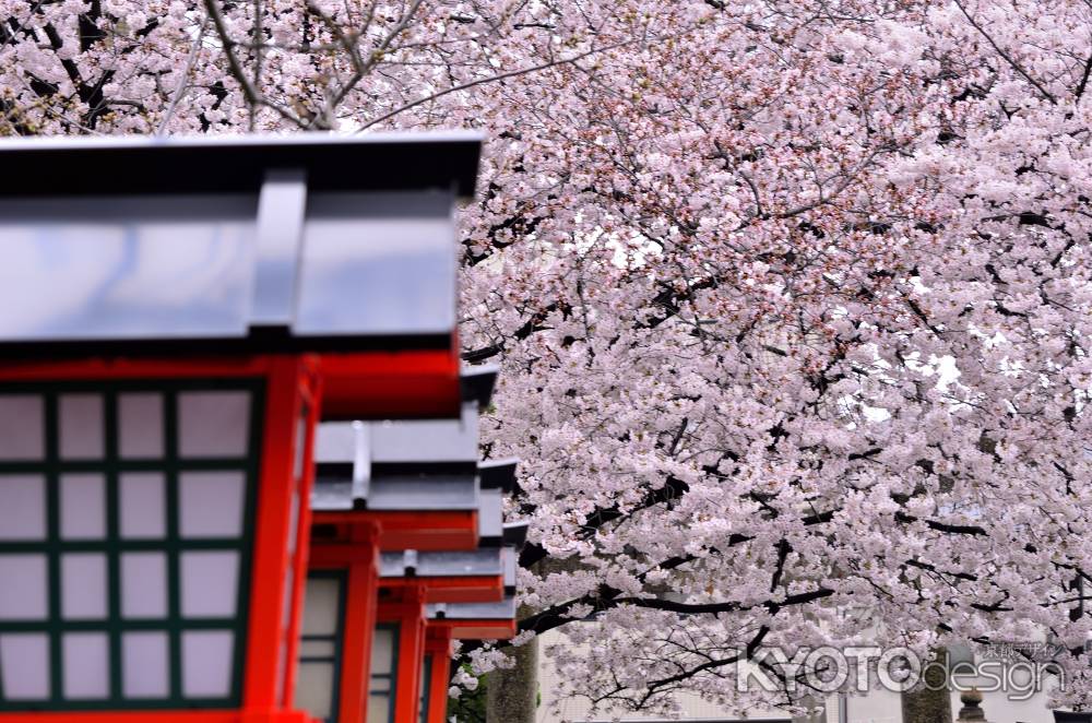 六孫王神社の桜（３）