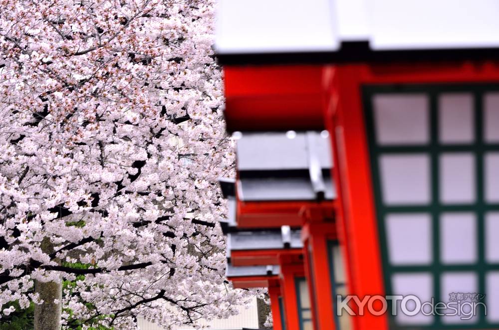 六孫王神社の桜（４）