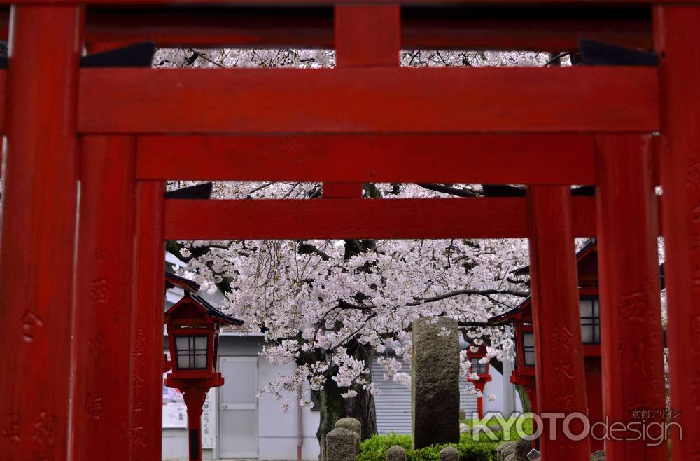 六孫王神社の桜（５）