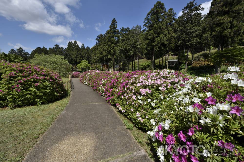 三室戸寺・躑躅（１０）