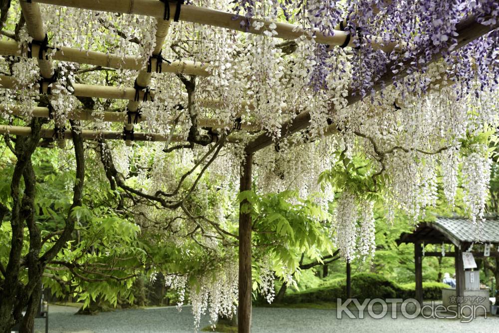 今熊野観音寺の藤（１）