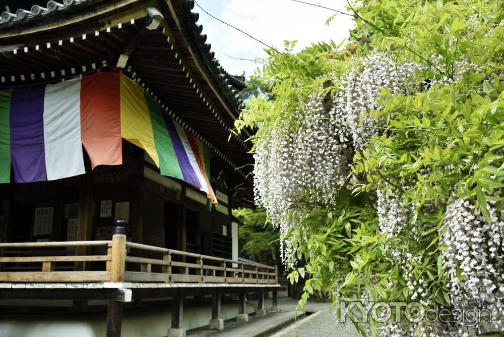 今熊野観音寺の藤（５）