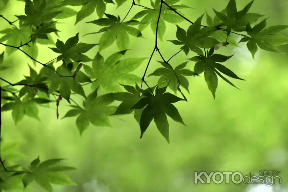 瑠璃光院の青もみじ