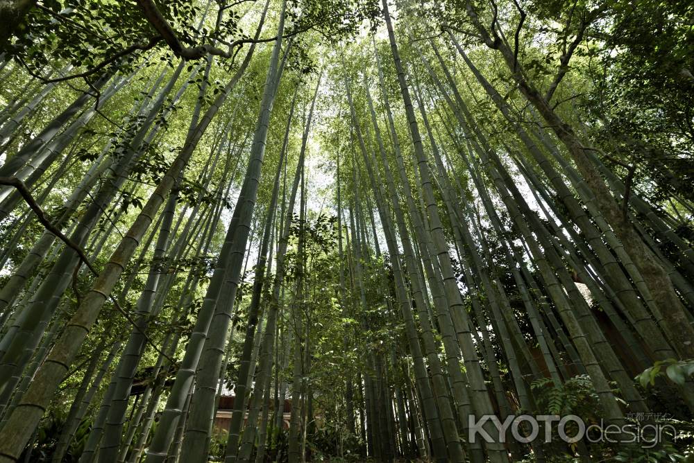 詩仙堂の竹林