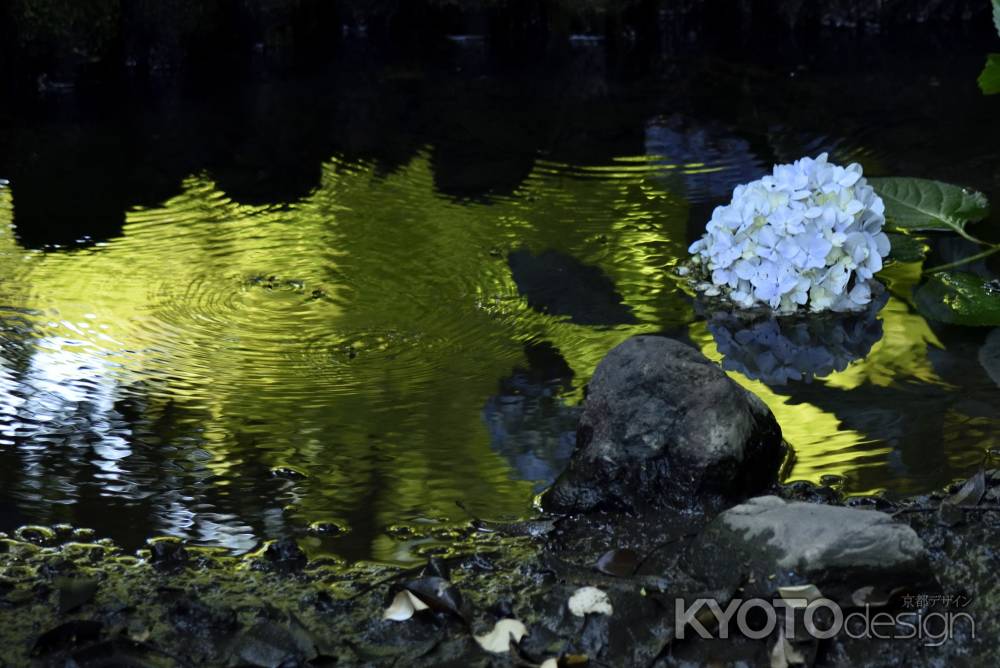 智積院の紫陽花（２）