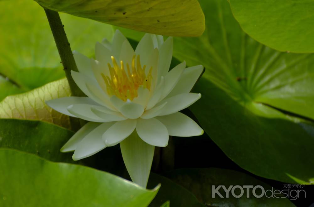 梅宮大社・梅雨時期（１）