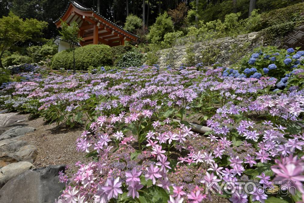 三室戸寺・紫陽花（１）