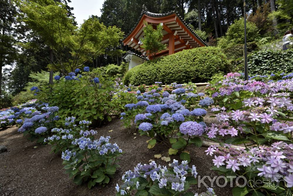 三室戸寺・紫陽花（２）