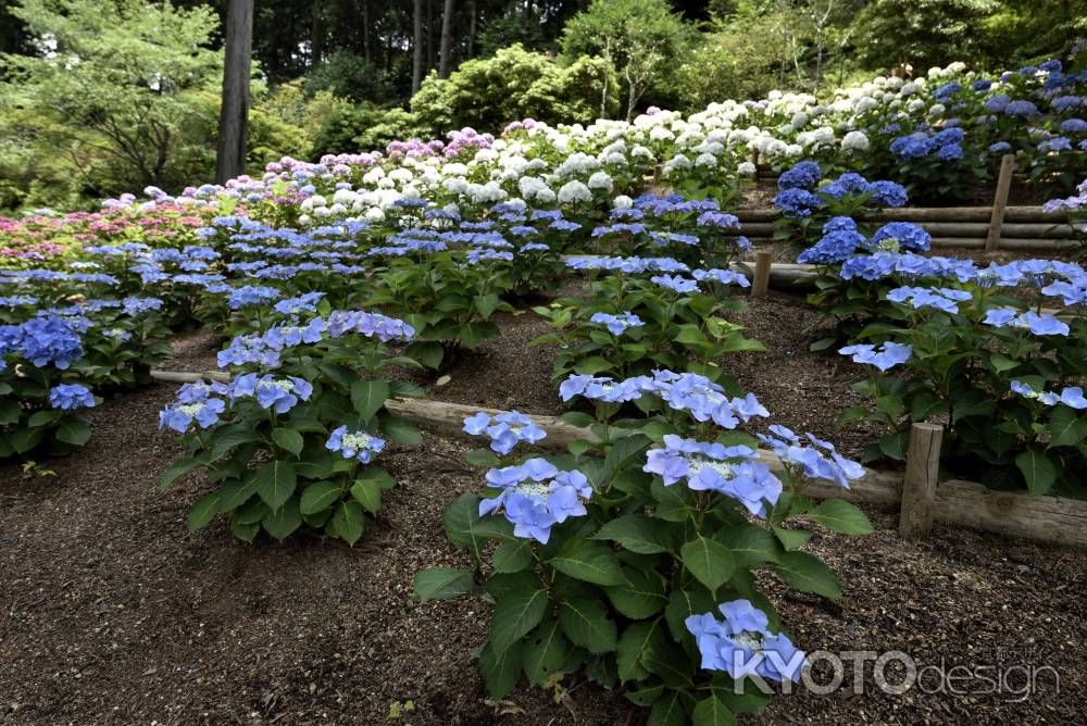 三室戸寺・紫陽花（３）