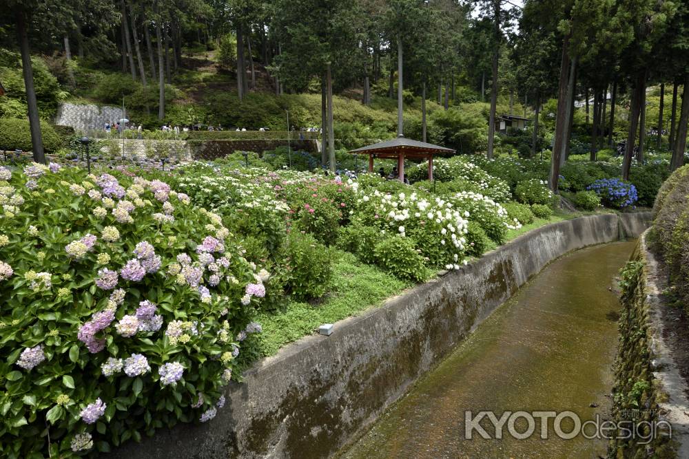 三室戸寺・紫陽花（６）