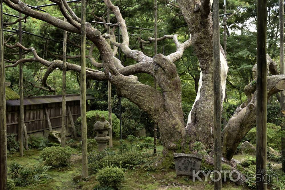 宝泉院の五葉松