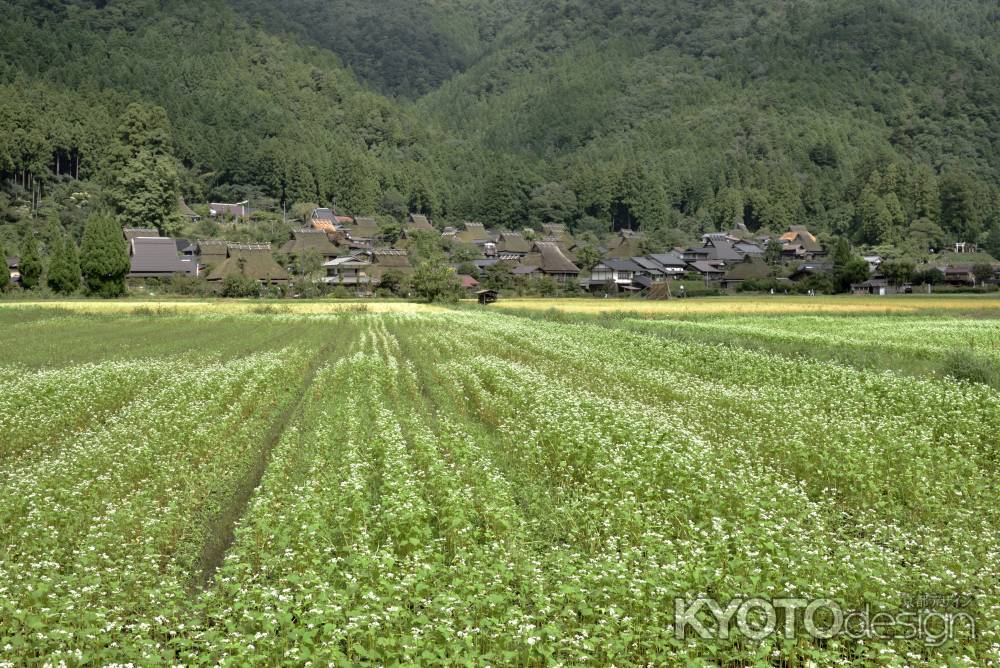 蕎麦の花