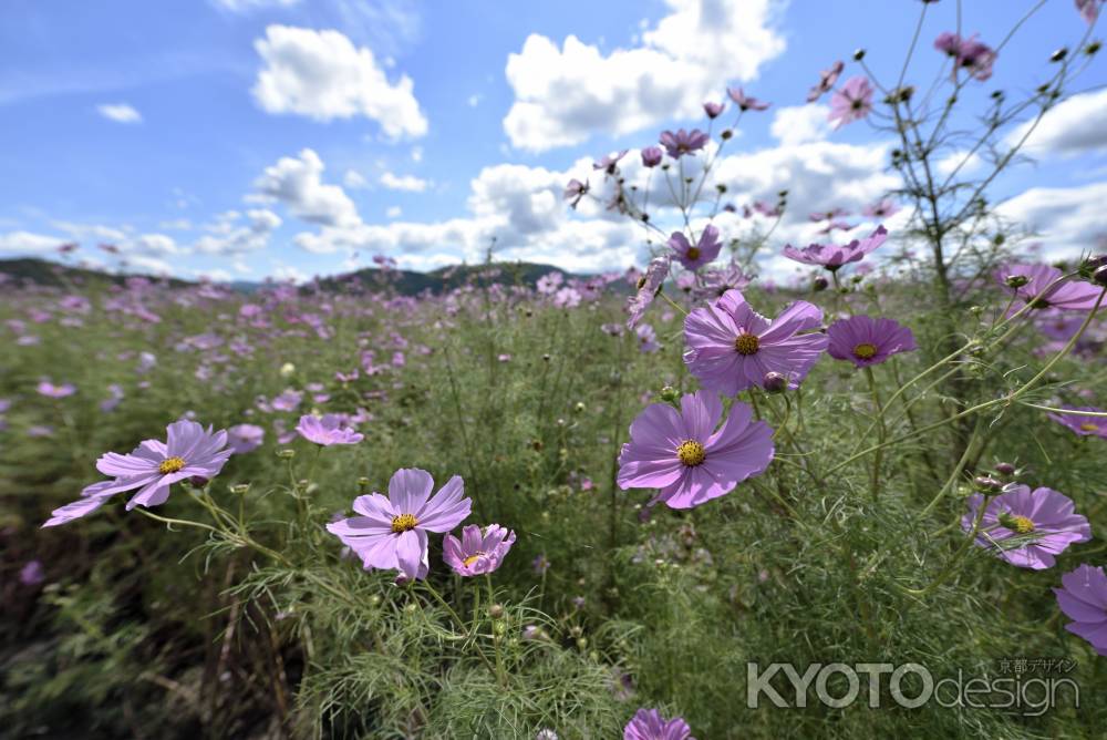 夢コスモス園（９）