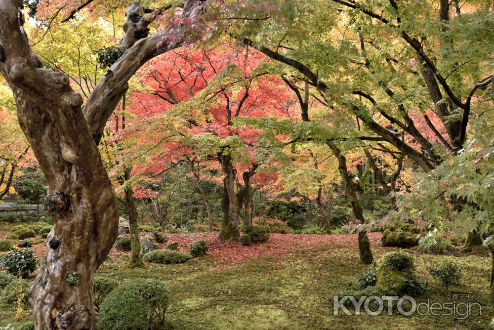 圓光寺（２）