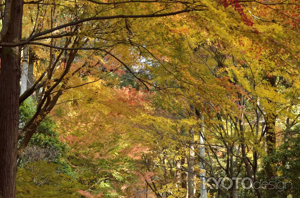 龍安寺・紅葉２０１７（３）