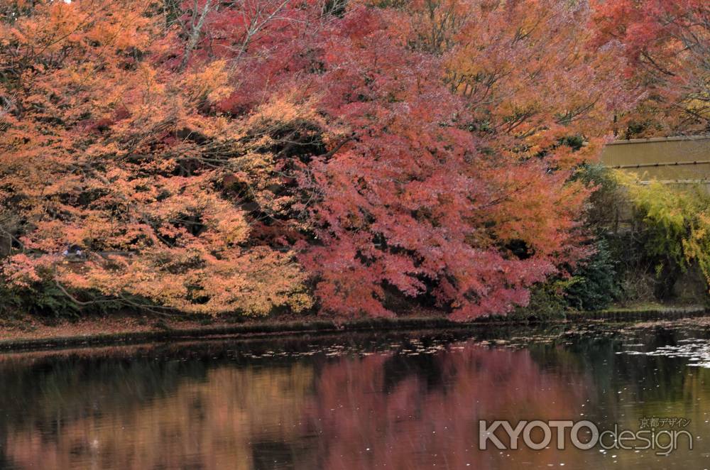 龍安寺・紅葉２０１７（４）