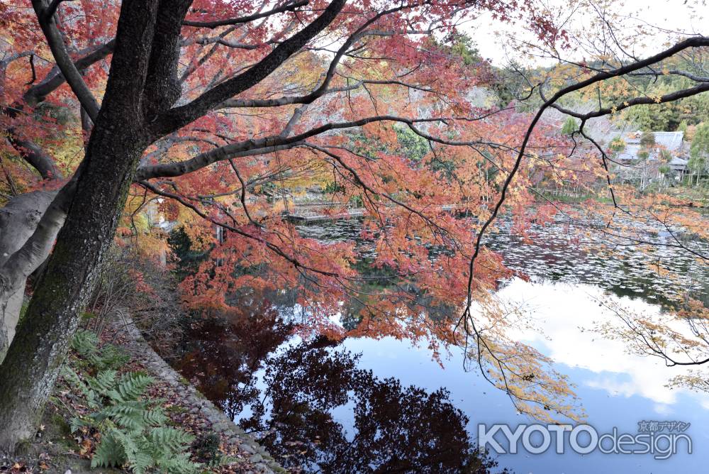 龍安寺・紅葉２０１７（８）