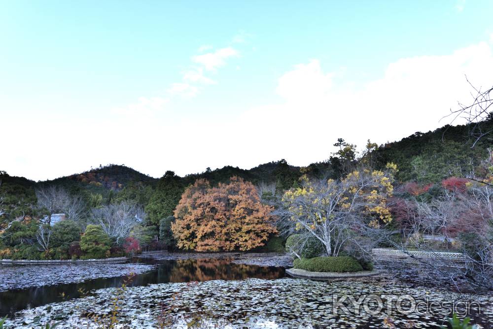 龍安寺・紅葉２０１７（９）