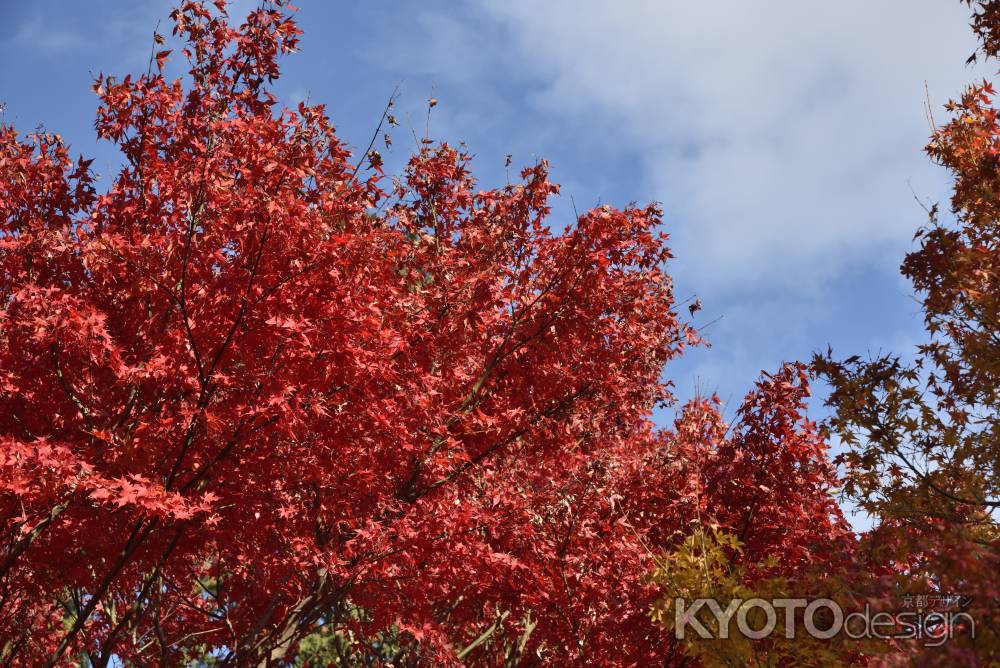 龍安寺・紅葉２０１７（１２）