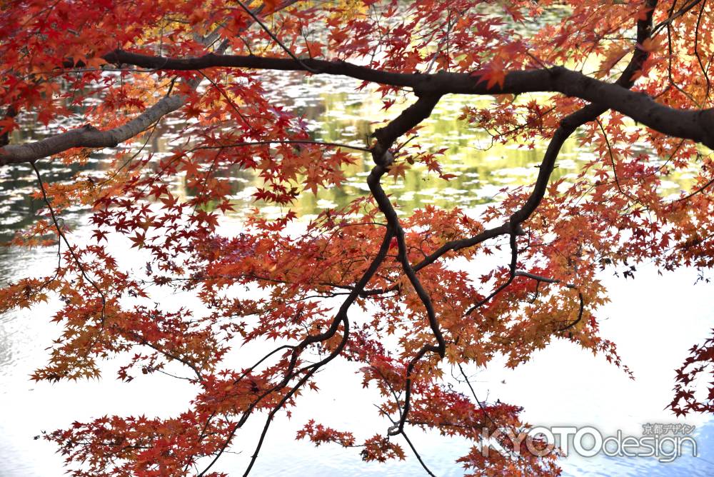 龍安寺・紅葉２０１７（１３）