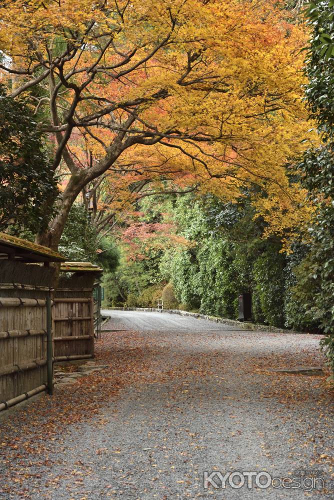 龍安寺・紅葉２０１７（１６）