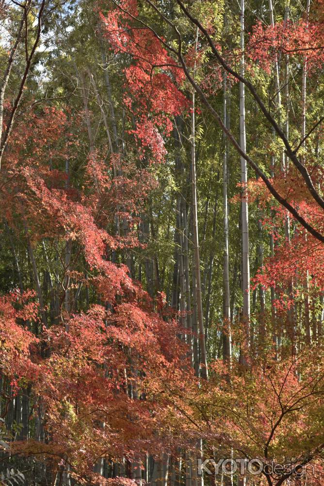 地蔵院・紅葉２０１７（４）