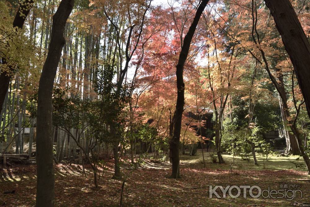 地蔵院・紅葉２０１７（６）