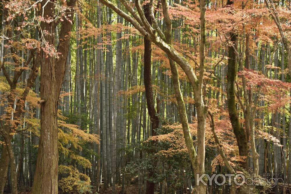 地蔵院・紅葉２０１７（7）