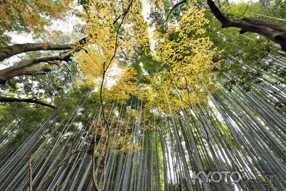 地蔵院・紅葉２０１７（９）