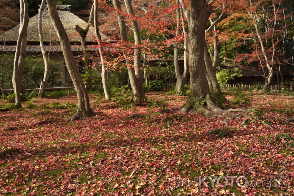 祇王寺・紅葉２０１７（２）