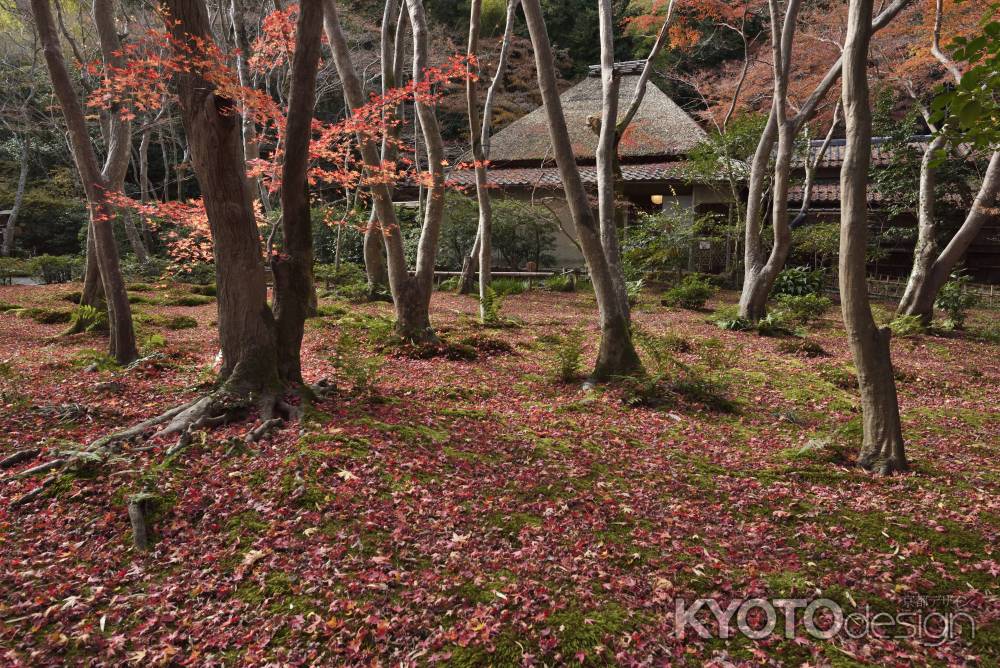 祇王寺・紅葉２０１７（３）