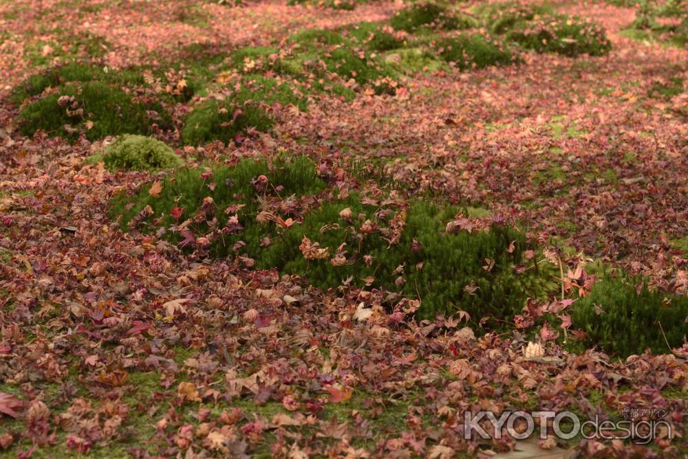 祇王寺・紅葉２０１７（４）