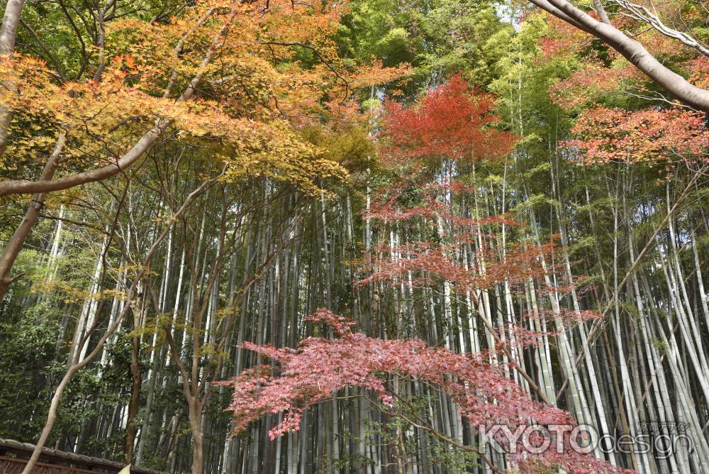 祇王寺・紅葉２０１７（７）