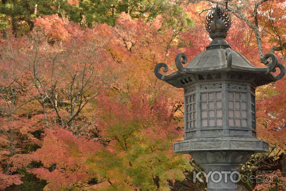 永観堂・紅葉２０１７（５）